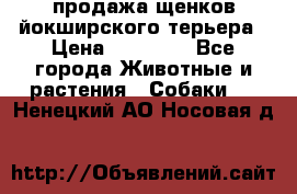 продажа щенков йокширского терьера › Цена ­ 25 000 - Все города Животные и растения » Собаки   . Ненецкий АО,Носовая д.